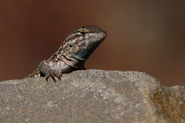 Common Side-blotched Lizard © Russ Chantler